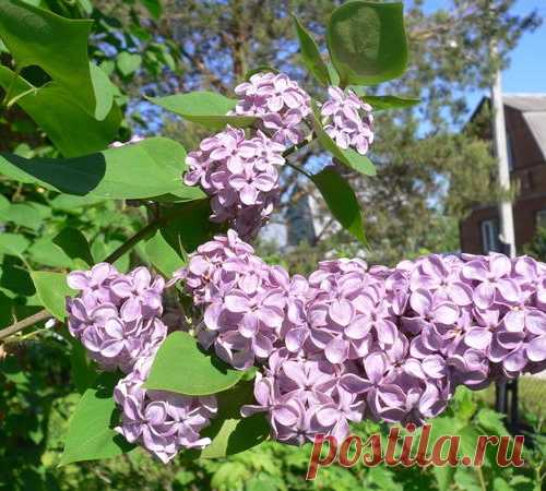 Чем нужно подкормить весной сирень?