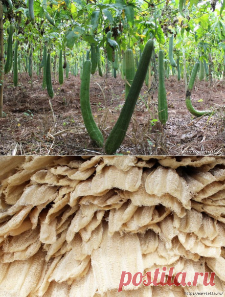 Как растет МОЧАЛКА (Люффа). Практический опыт выращивания