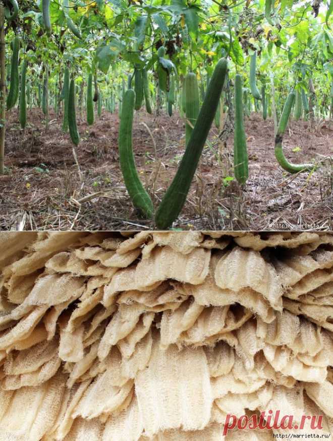 Как растет МОЧАЛКА (Люффа). Практический опыт выращивания