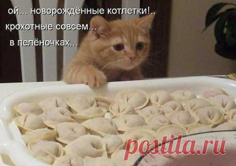 коты