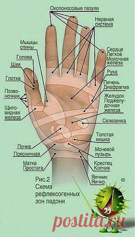 Акупунктурные линии на руке