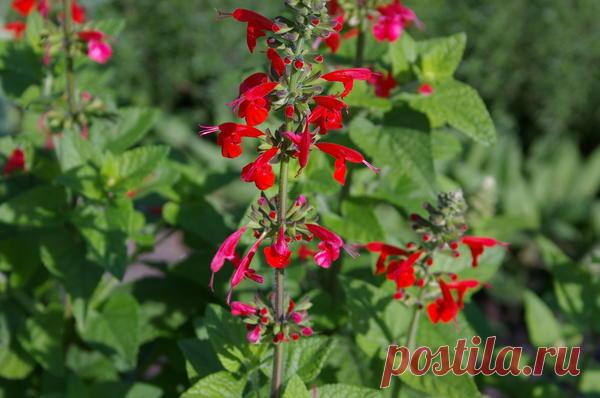 Шалфей для дачи: виды, декоративные сорта, фото