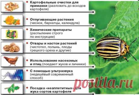 Картофель против колорадского жука - Садоводка