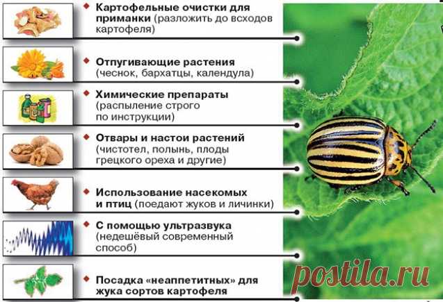 Картофель против колорадского жука - Садоводка