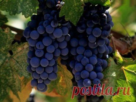 Как сварить виноградное варенье :: пошаговое приготовление блюда, настоящий рецепт,  :: Кулинарные рецепты :: KakProsto.ru: как просто сделать всё