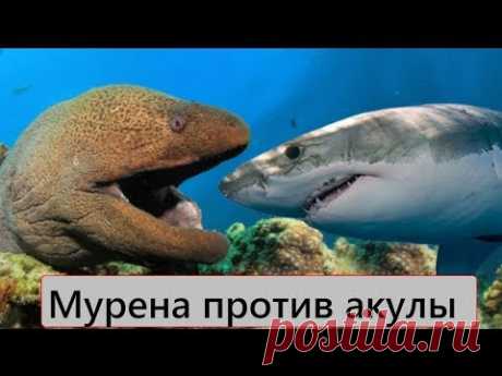 Версус! Мурена против акулы! Мурена против осьминога!