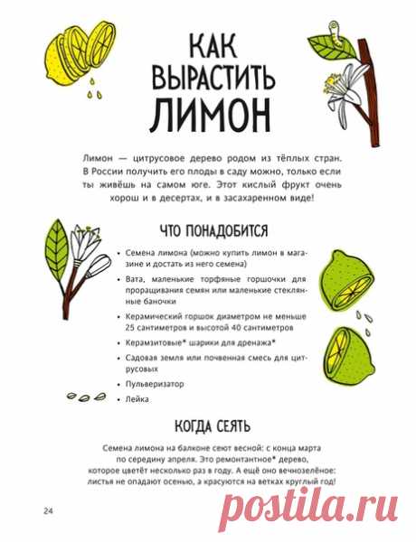Выращиваем лимон вместе с детьми по книге «Огород круглый год» (mif.to/ilZwr). Эта книга расскажет о том, как вырастить на своем балконе фрукты, овощи, зелень и ягоды. Она содержит пошаговые инструкции, интересные факты о растениях и советы по уходу за ними. ⠀ Что понадобится ⠀ • Семена лимона (можно купить лимон в магазине и достать из него семена) • Вата, маленькие торфяные горшочки для проращивания семян или маленькие стеклянные баночки • Керамический горшок диаметром не меньше 25…