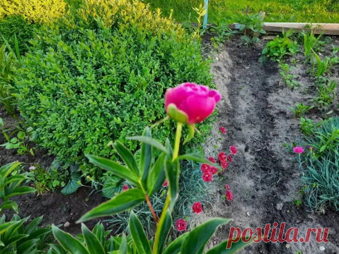 Какие многолетние цветы посеять в июне: в следующем сезоне ваши соседи умрут от зависти. Упустите июньский посев – и в следующем году ваш сад может остаться без роскошного цветения. Это идеальный момент для многолетников, готовых поразить воображение.