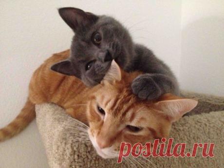 Слышь,Рыжий!Я  за твой ужин не 
      стал бы    распространяться  о пропавшей  рыбе  и    горшке  со  сметаной . который ты зацепил так  неудачно,