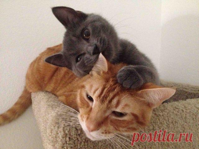 Слышь,Рыжий!Я  за твой ужин не 
      стал бы    распространяться  о пропавшей  рыбе  и    горшке  со  сметаной . который ты зацепил так  неудачно,