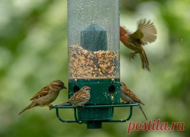 Кормушки для птиц в саду ~ Planetalsad