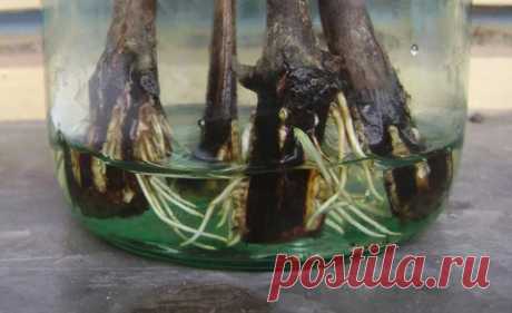 Вейгела — размножение: черенками и отводками, летом, осенью и весной, как правильно и когда можно размножать кустарник, фото и описание