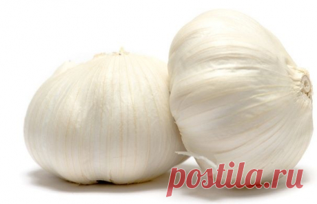 7 причин почему желтеет чеснок, и как с этим бороться | Образцовая Усадьба