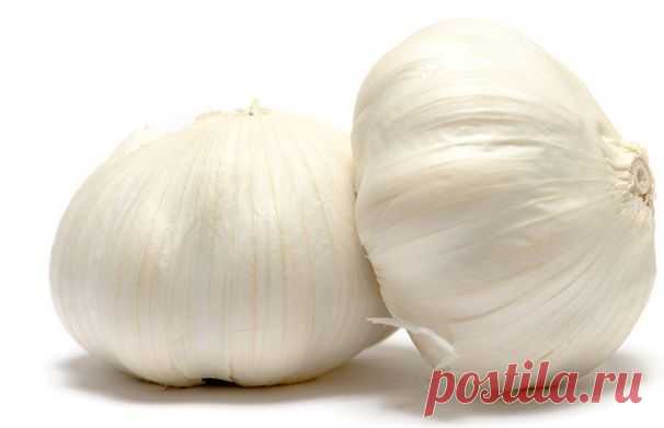 7 причин почему желтеет чеснок, и как с этим бороться | Образцовая Усадьба