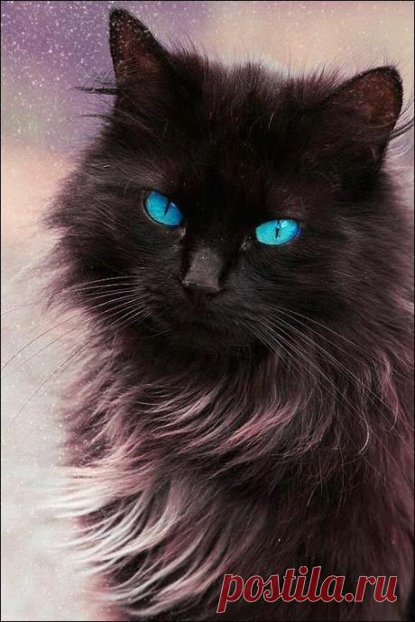 Minha louca e doce paixão por gatos
