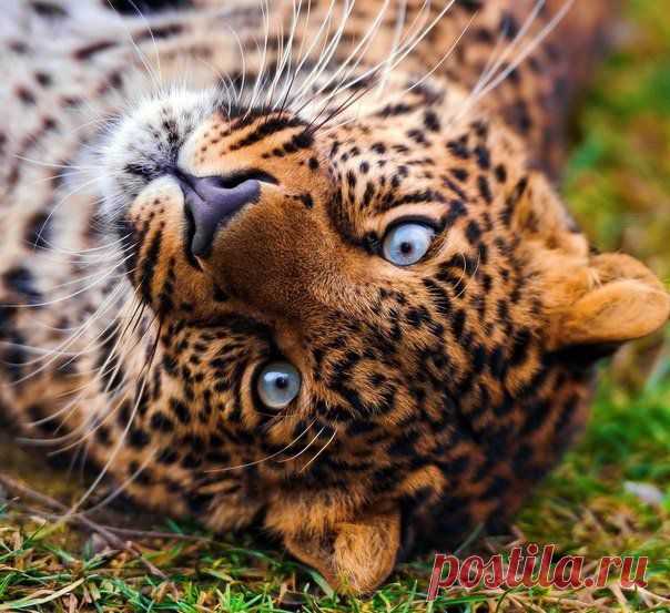 Что можно увидеть в глазах...?