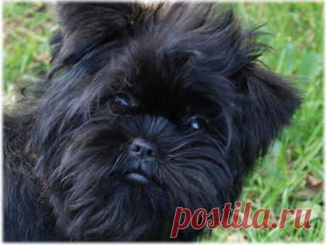 Аффенпинчер - фото, описание породы, отзывы, характер, уход и болезни