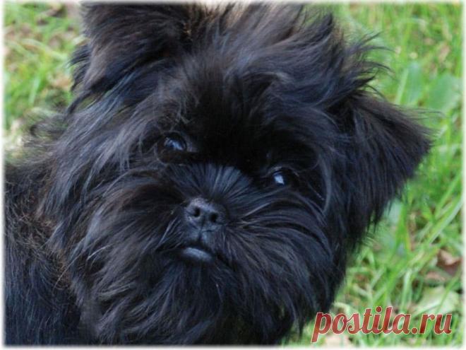 Аффенпинчер - фото, описание породы, отзывы, характер, уход и болезни