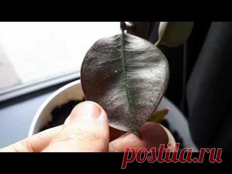 ТАК ВЫ ПОБЕДИТЕ КЛЕЩА! Моя схема. Обработка фикуса от клеща. Как избавиться + Результат