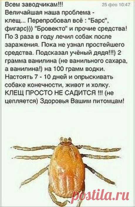 Совет для тех, у кого есть питомцы - клещи уже появились
