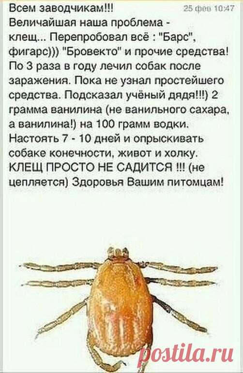 Совет для тех, у кого есть питомцы - клещи уже появились