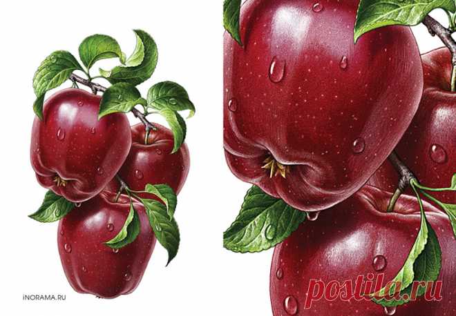 Иллюстрации для соков ROTTALER. на Behance
