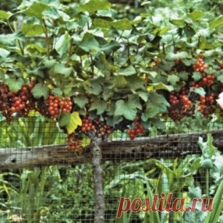 Как превратить куст смородины в дерево?