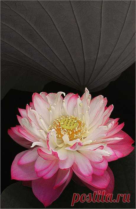 Lotus flower by Bahman Farzad.  
Flickr - Photo Sharing! из Flickr - Photo Sharing!   |  Pinterest • Всемирный каталог идей