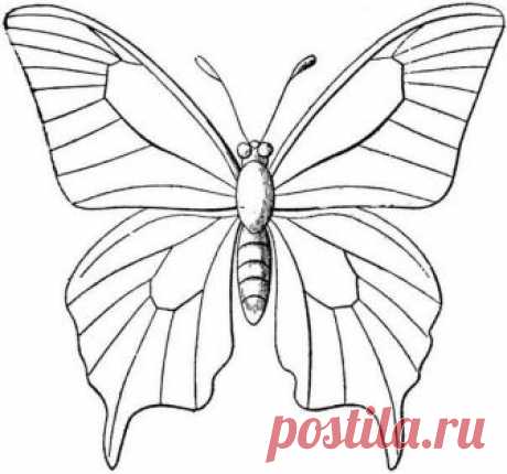 Трафареты бабочек