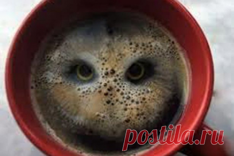 hula hoop in coffee - Поиск в Google