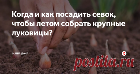 Когда и как посадить севок, чтобы летом собрать крупные луковицы? На самом деле сделать это не так сложно. Самое главное, соблюсти три условия – правильно подобрать семена лука, грамотно подготовить грядку и угадать с погодой. Ведь первая декада мая – сроки весьма условные, все равно следует ориентироваться на градусник за окном.