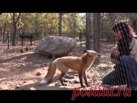 Одноклассники