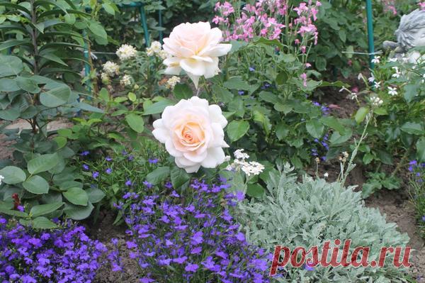 Лобелия ампельная Голубой каскад от посева и до…