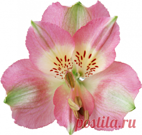 Клипарт на прозрачном фоне-Орхидеи