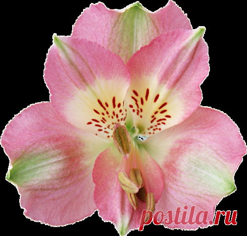 Клипарт на прозрачном фоне-Орхидеи