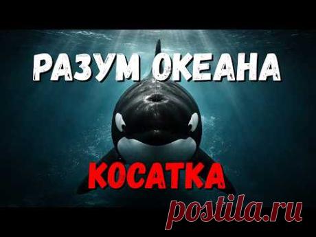Косатка — не хищник. Это машина с интеллектом
