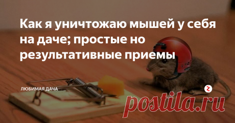 Как я уничтожаю мышей у себя на даче; простые но результативные приемы Каждую осень в нашем доме поселялись мыши. Раньше я их ловила на специальный клей. Смазывала им кусочки картона и в центре располагала приманку, после раскладывала эти картонки по дому. Метод действительно хороший, но не быстрый, да и опасный для малышей и домашних животных. Потому, я решила найти другие способы защиты от грызунов. Нет, интернетом я не пользовалась, а обратилась к старожилам дерев