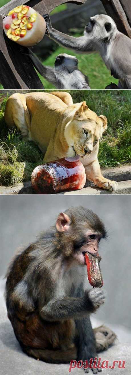 В зоопарках тоже жара).