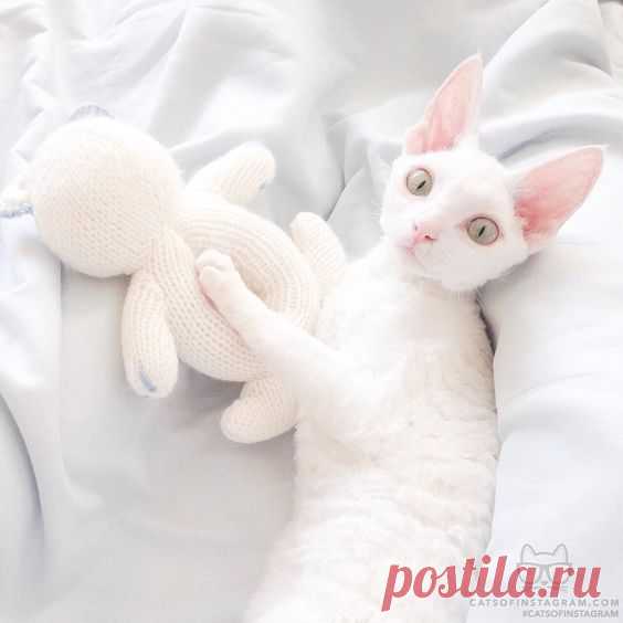 catscenter: From @marusya_kitty: im a devon rex #catsofinstagram by cats_of_instagram baddcats.com baddcats cats cat kittens kitten kitty