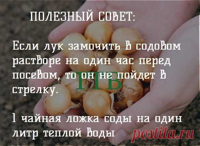 Советы садоводу! ↓↓↓ продолжение темы НИЖЕ ↓↓↓- ЖМИ↓↓↓