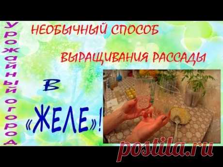 Необычный способ выращивания рассады в &quot;ЖЕЛЕ&quot;!!!