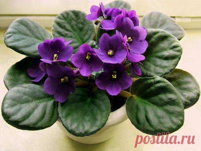 ФИАЛКИ НА ПОДОКОННИКЕ РАЗРУШАЮТ ЛИЧНУЮ ЖИЗНЬ?