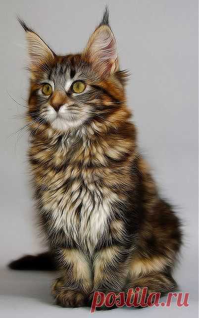 maine-coon-kittens