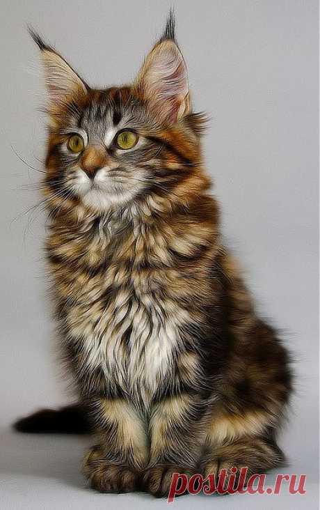 maine-coon-kittens
