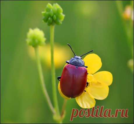 35PHOTO - Корочкин Андрей - Про листоеда...