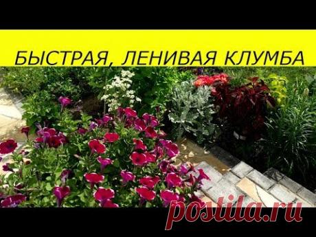 БЫСТРАЯ , ЛЕНИВАЯ КЛУМБА, САМЫЕ НЕПРИХОТЛИВЫЕ КРАСИВЫЕ РАСТЕНИЯ ДЛЯ САДА БЕЗ ПИКИРОВКИ