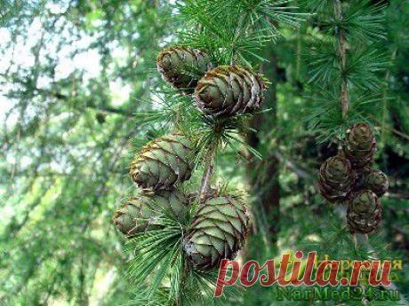 Гангрена: факторы риска, симптомы и своевременное лечение