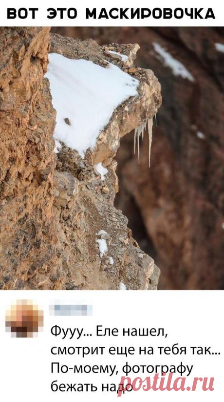 Без комментария