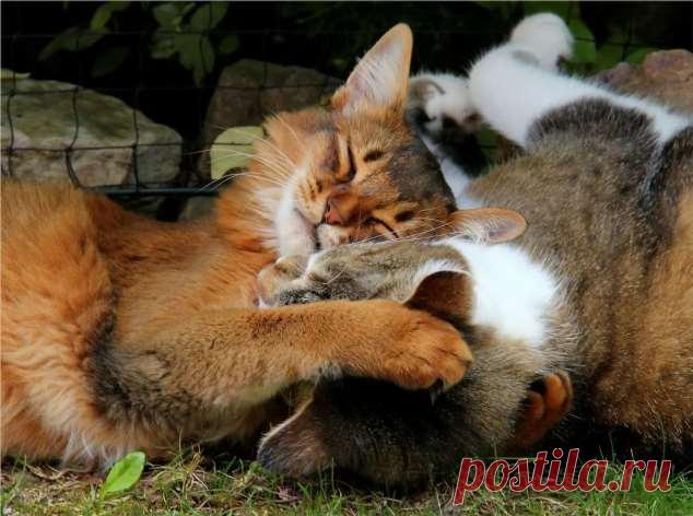 Пуси-пуси юмор для девушек и женщин. Подборка прикольных картинок и фото №ofigennaja-pusi-57260918052020 | Офигенная