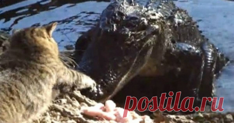 Дерзкая кошка пытается нападать на крокодила — волнующее видео Как кот спасся от рептилии, и почему он ее ни капли не испугался.
